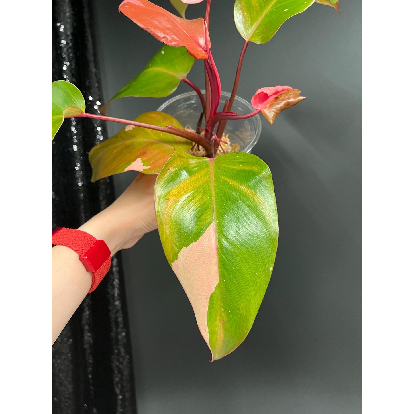 Philodendron Persimmon Princess, High Var, Exact Plant | US Seller