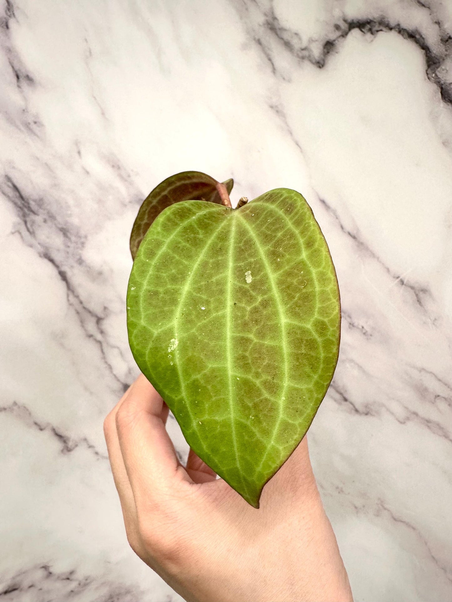 Hoya Macrophylla Red Rooted