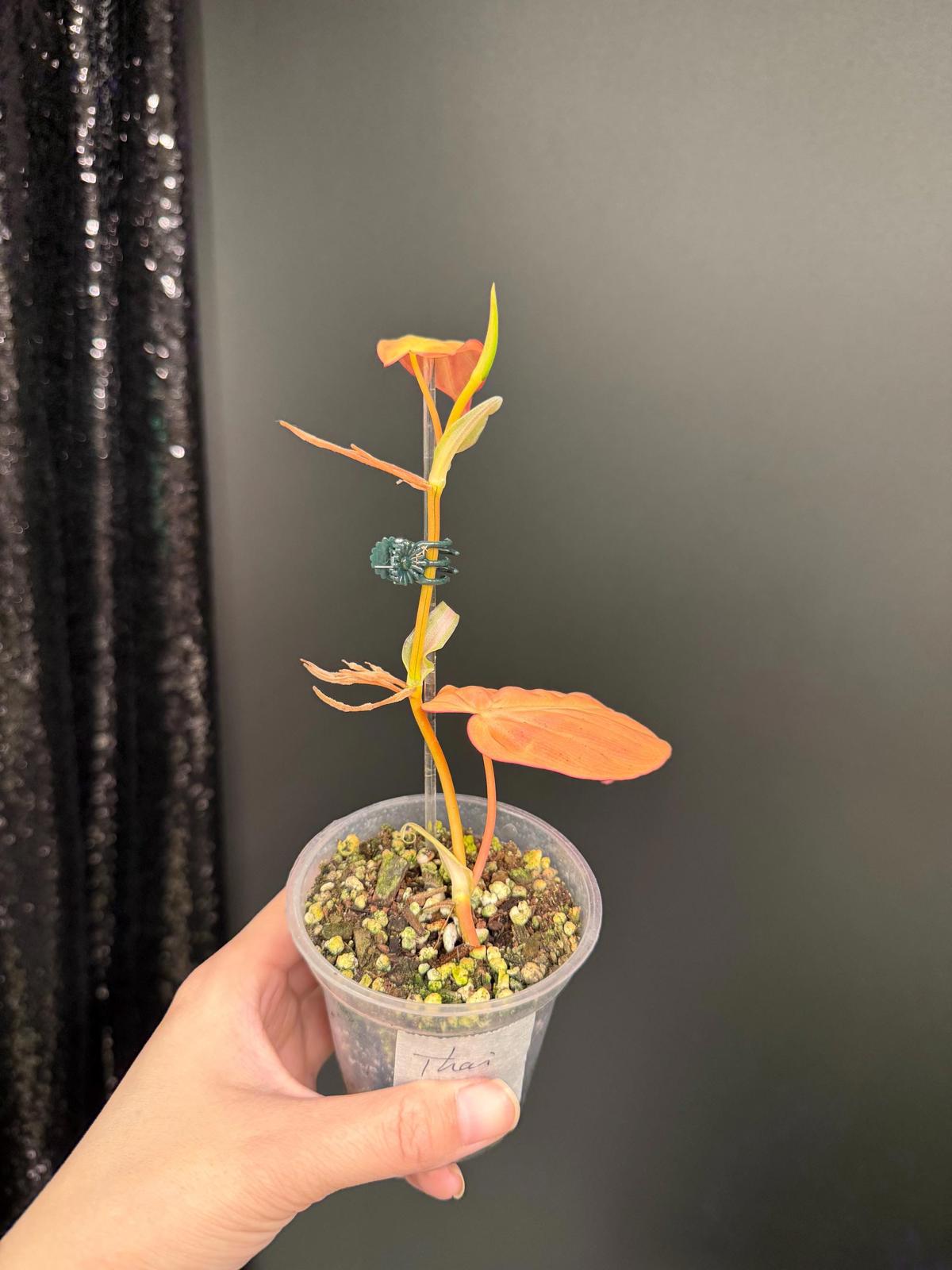 Variegated Micans, Orange/Aurea Micans