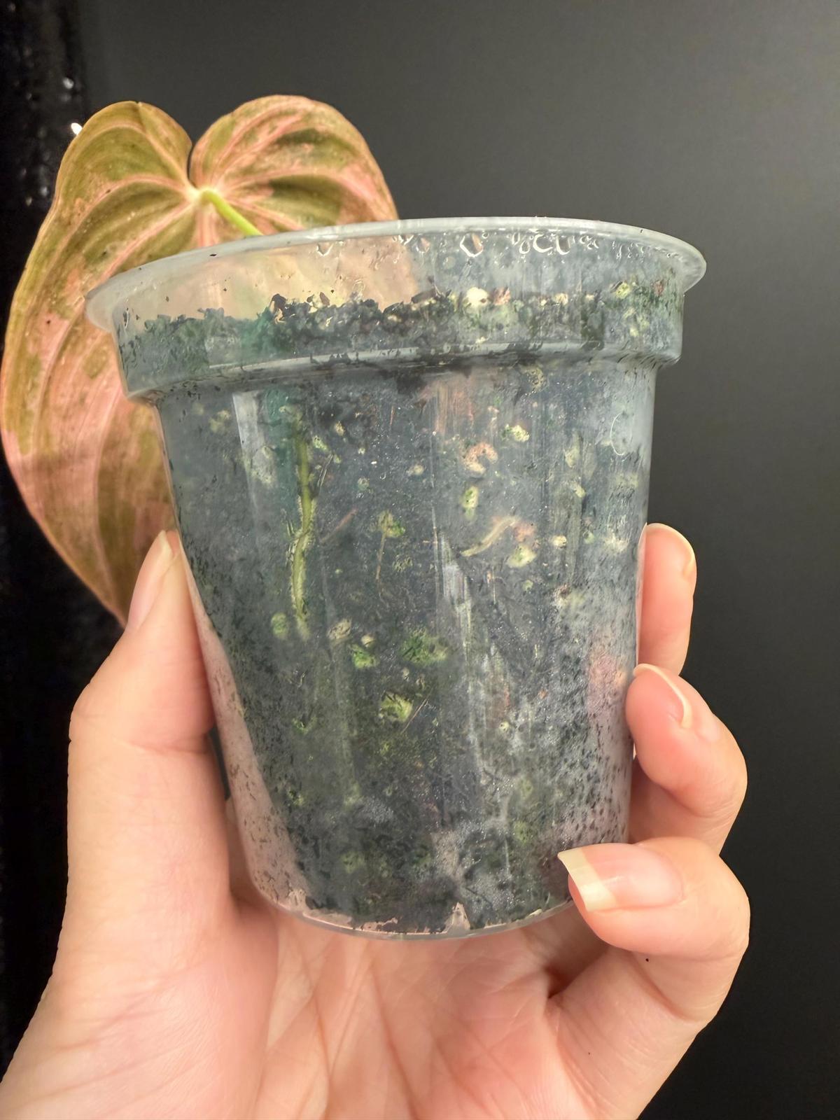 Philodendron Melanochrysum Orange Variegated