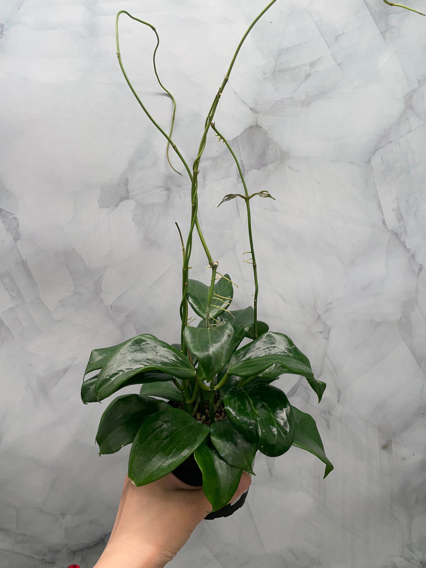 Hoya quinquenervia – Super Bushy in 4” Pot, #3
