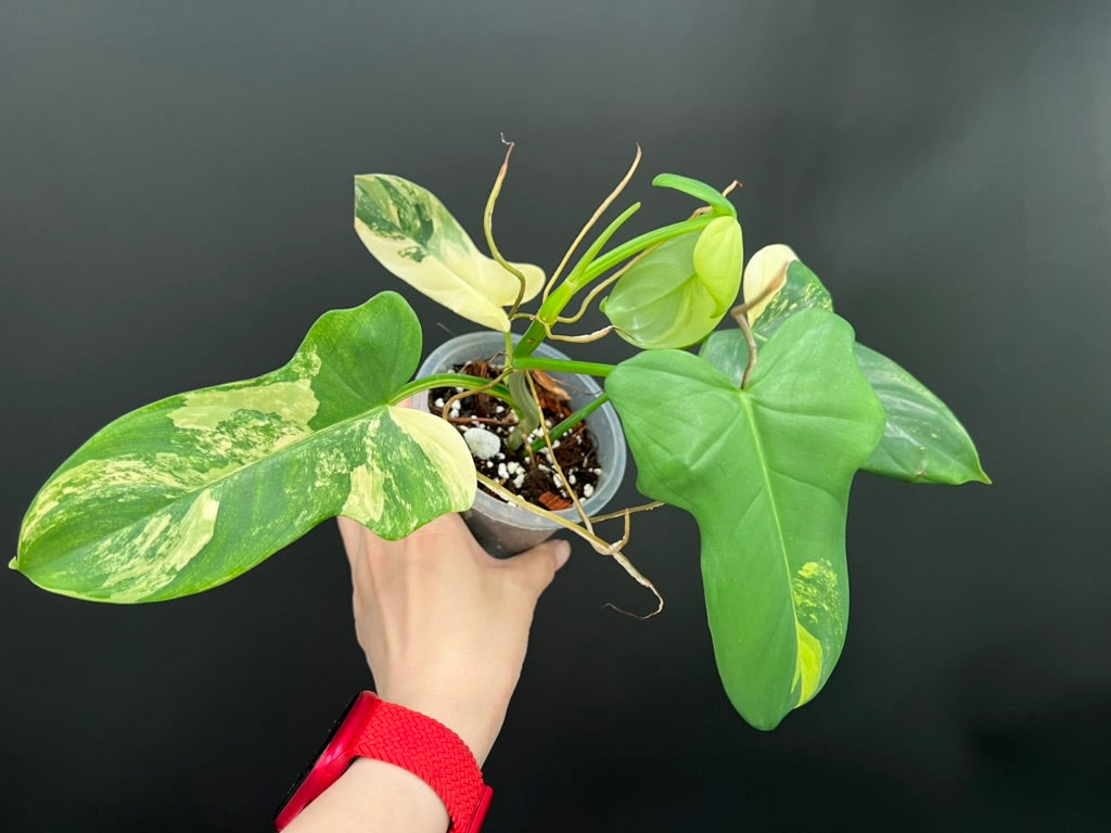 Philodendron Violin Variegated, Easy Rare Tropical Exotic Plants