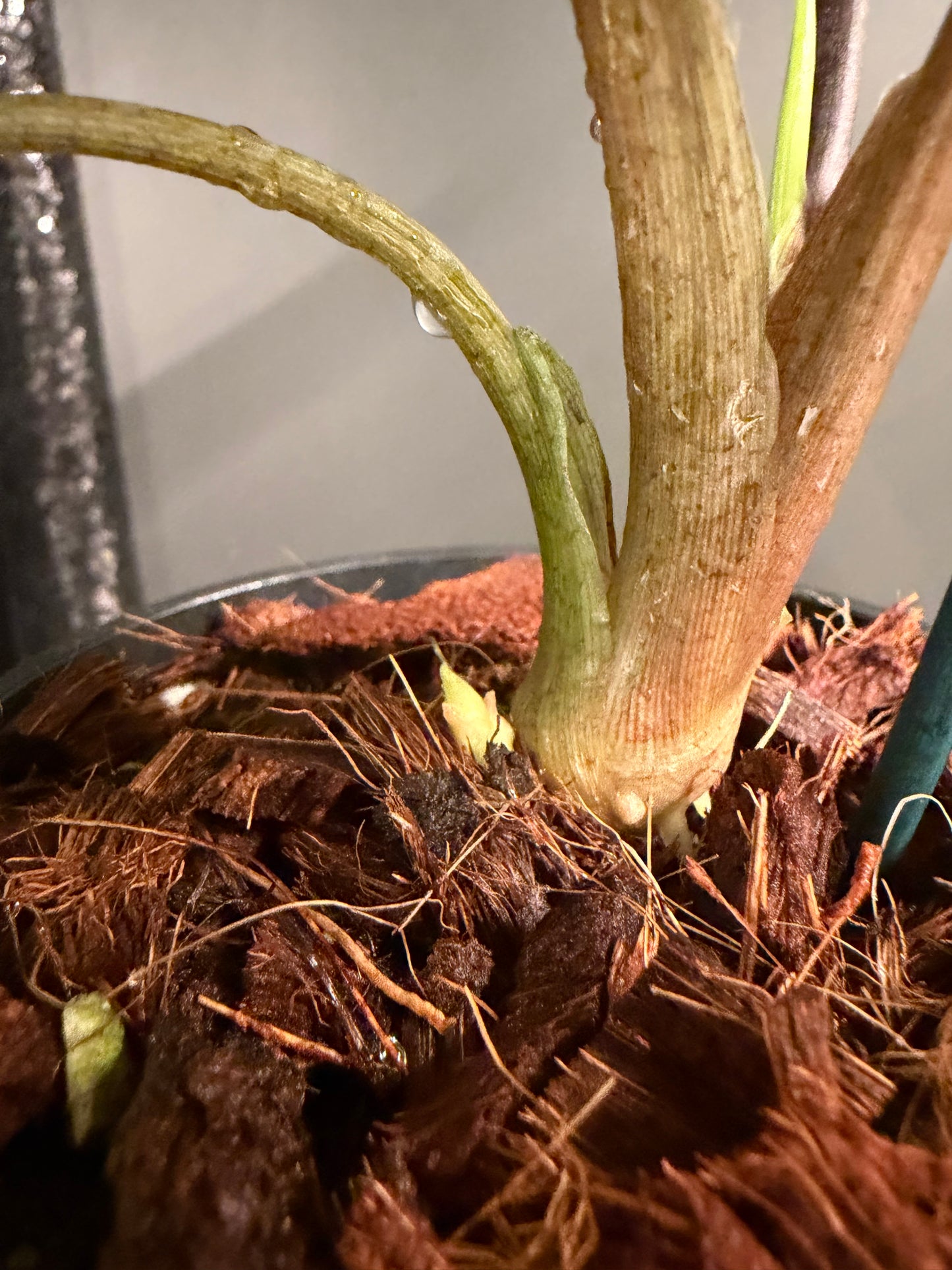 Alocasia Scalprum Variegated
