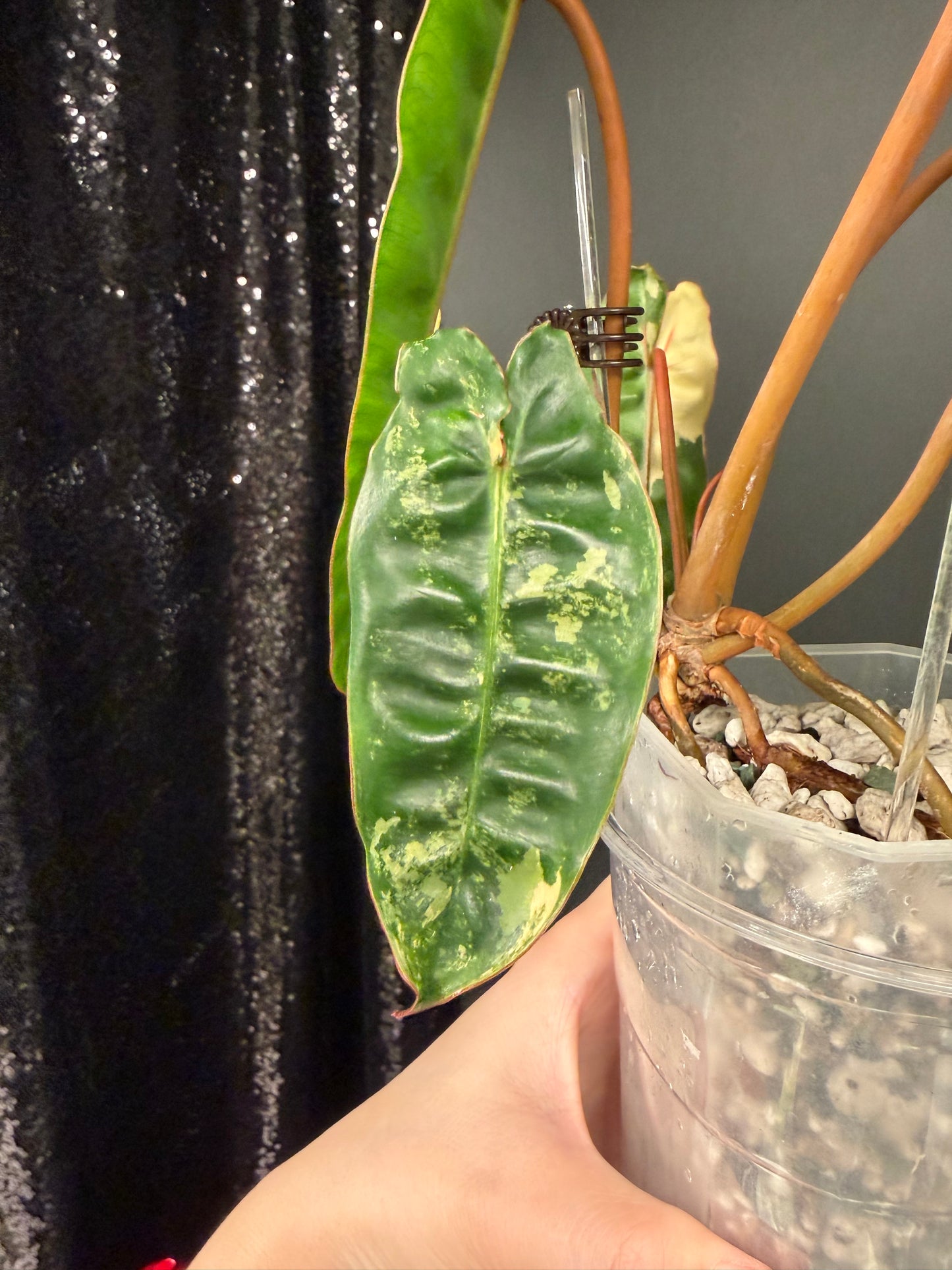 Philodendron Billie Variegated