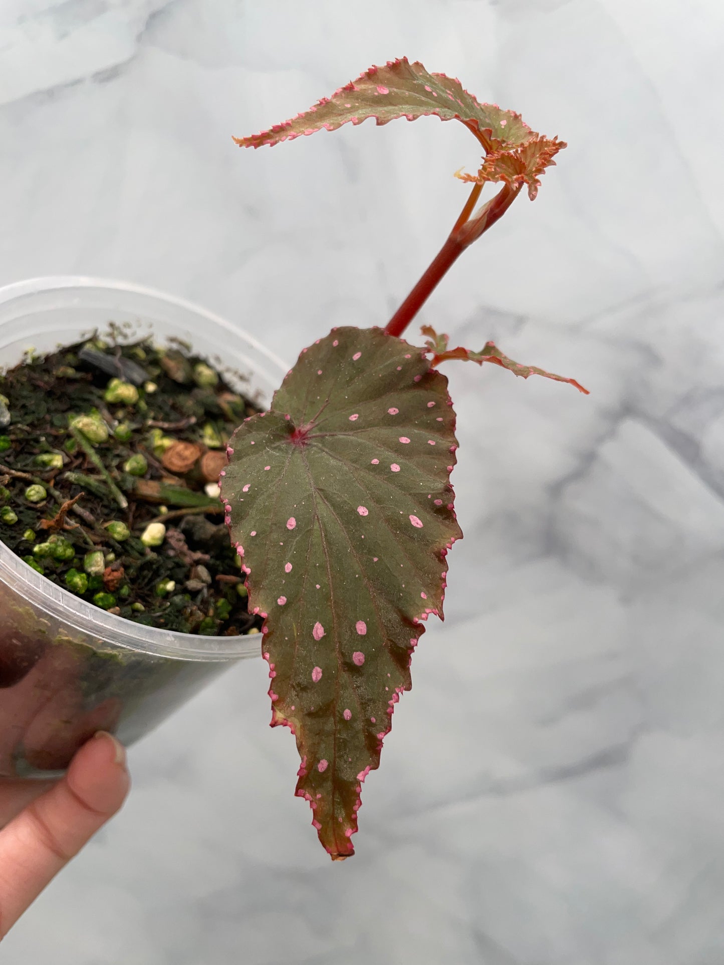 Begonia Gracilicyma Well Rooted Exact Plant