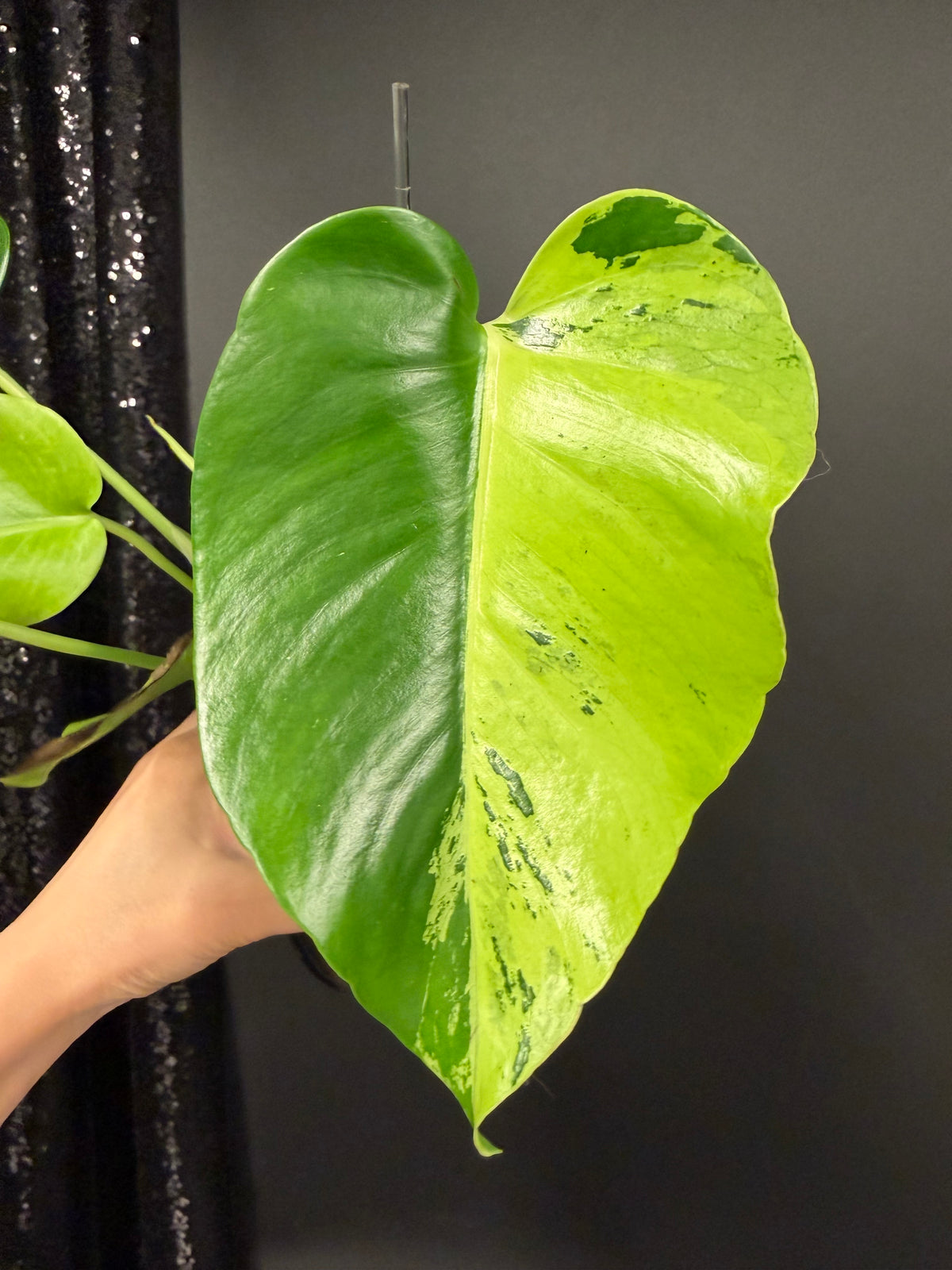 Monstera Light Lime