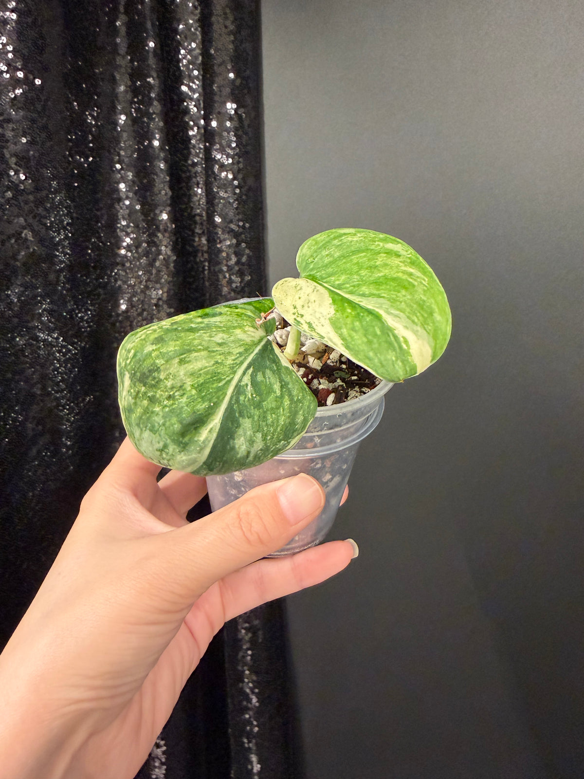 Scindapsus Reven