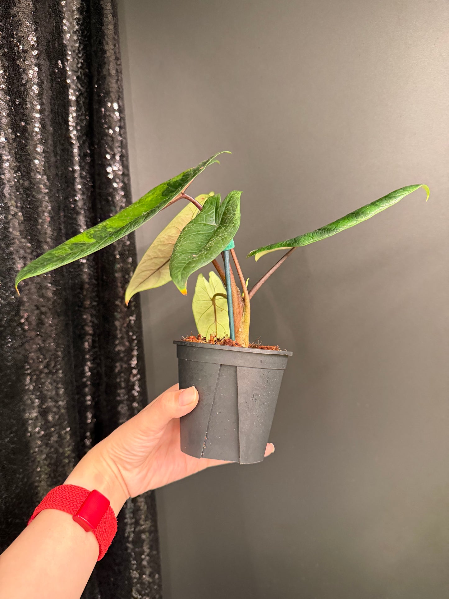 Alocasia Scalprum Variegated