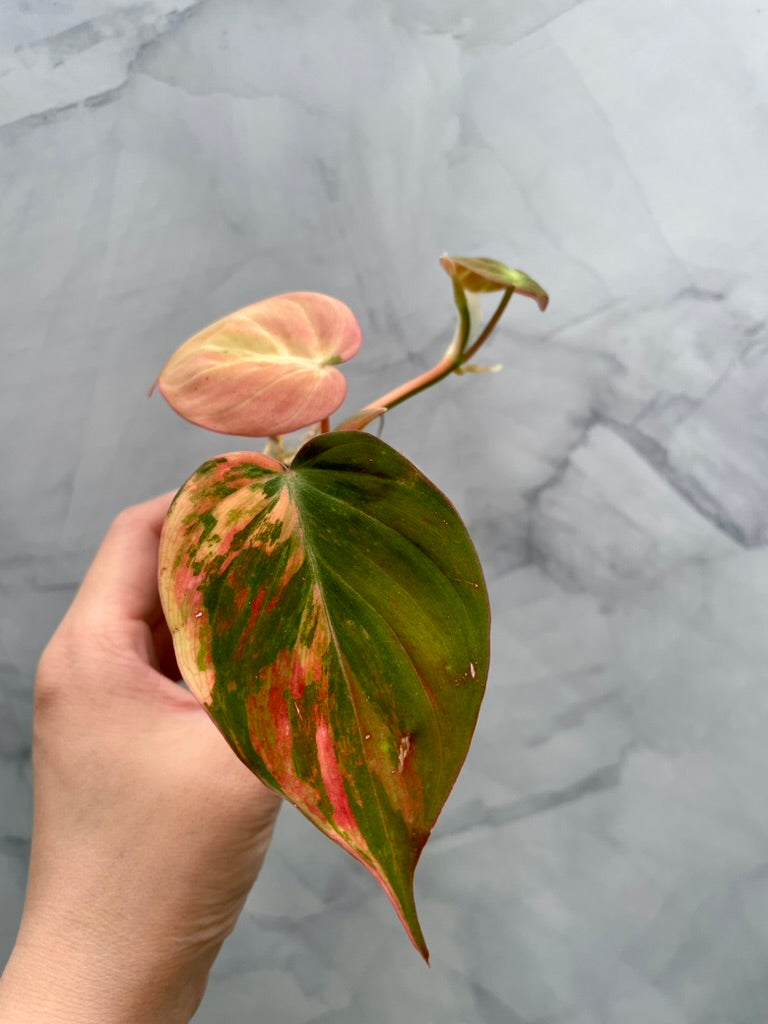 Variegated Aurea/Pink Philodendron Micans Rooted Cutting with New Growth