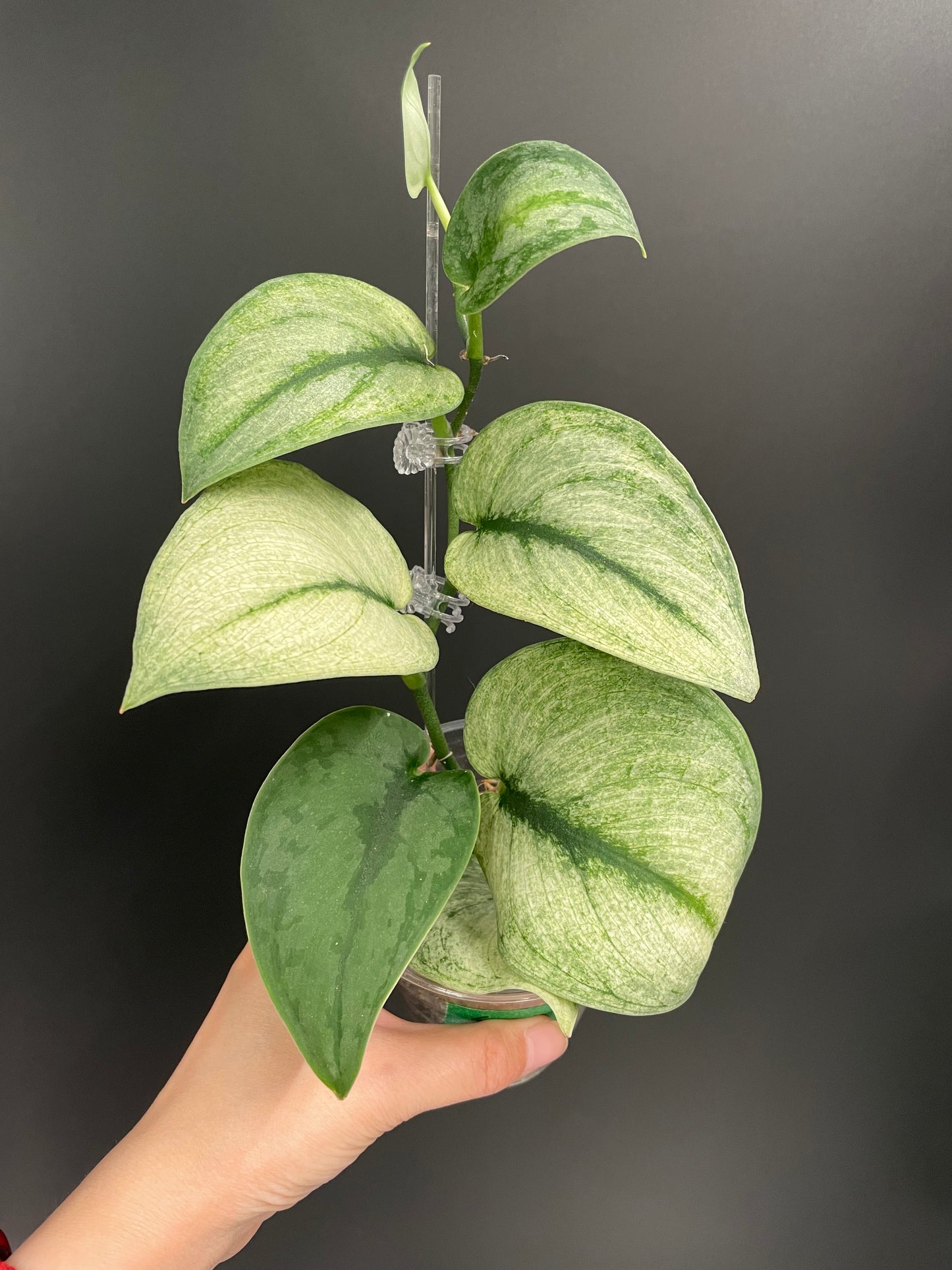 Scindapsus Exotica Mint