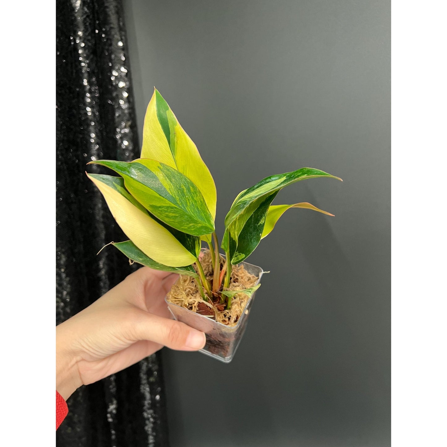 Philodendron Red Congo, Bushy Starter Plant, US Seller
