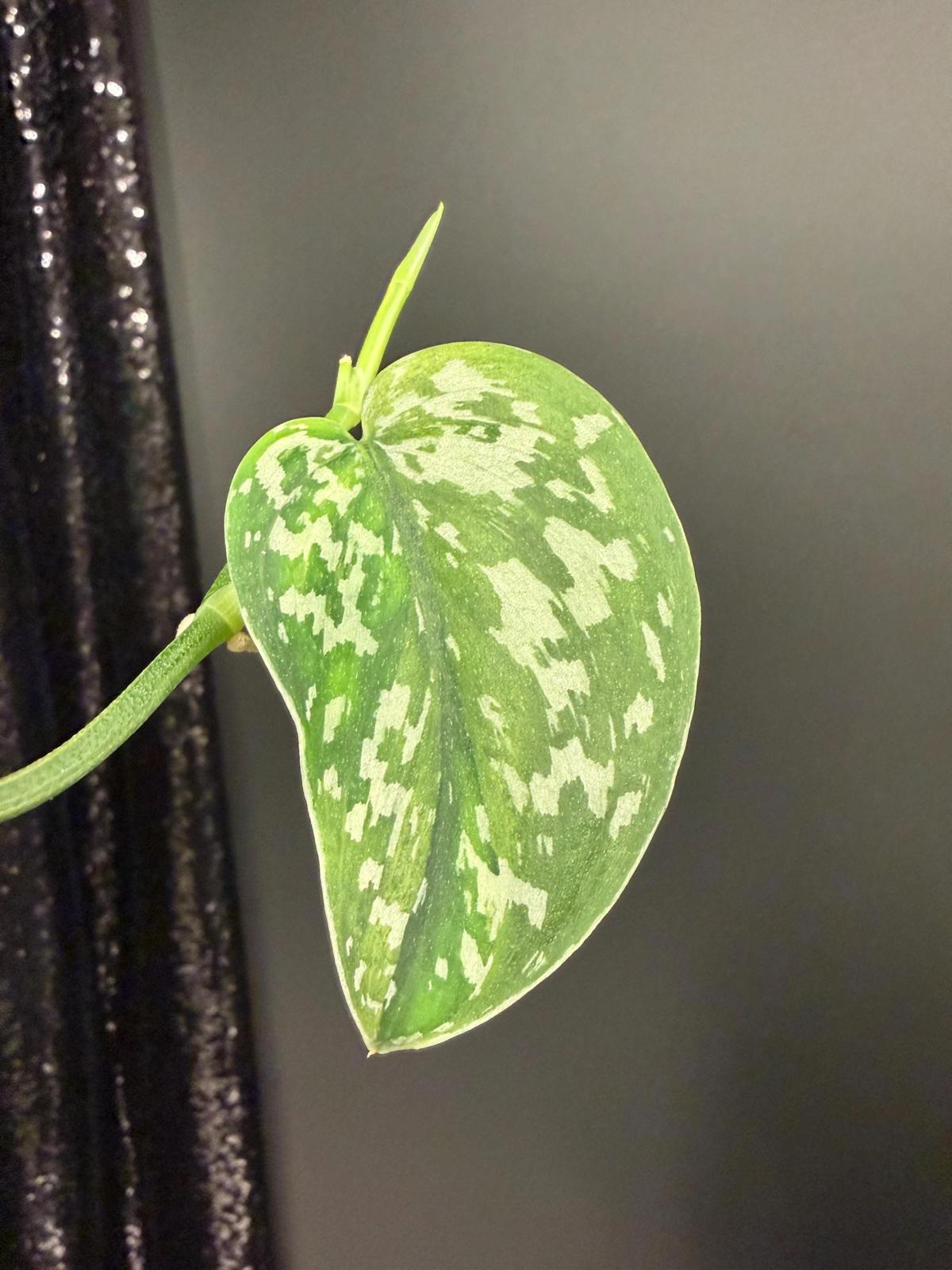 Mysterious Variegated Scindapsus(it might be a Matcha)