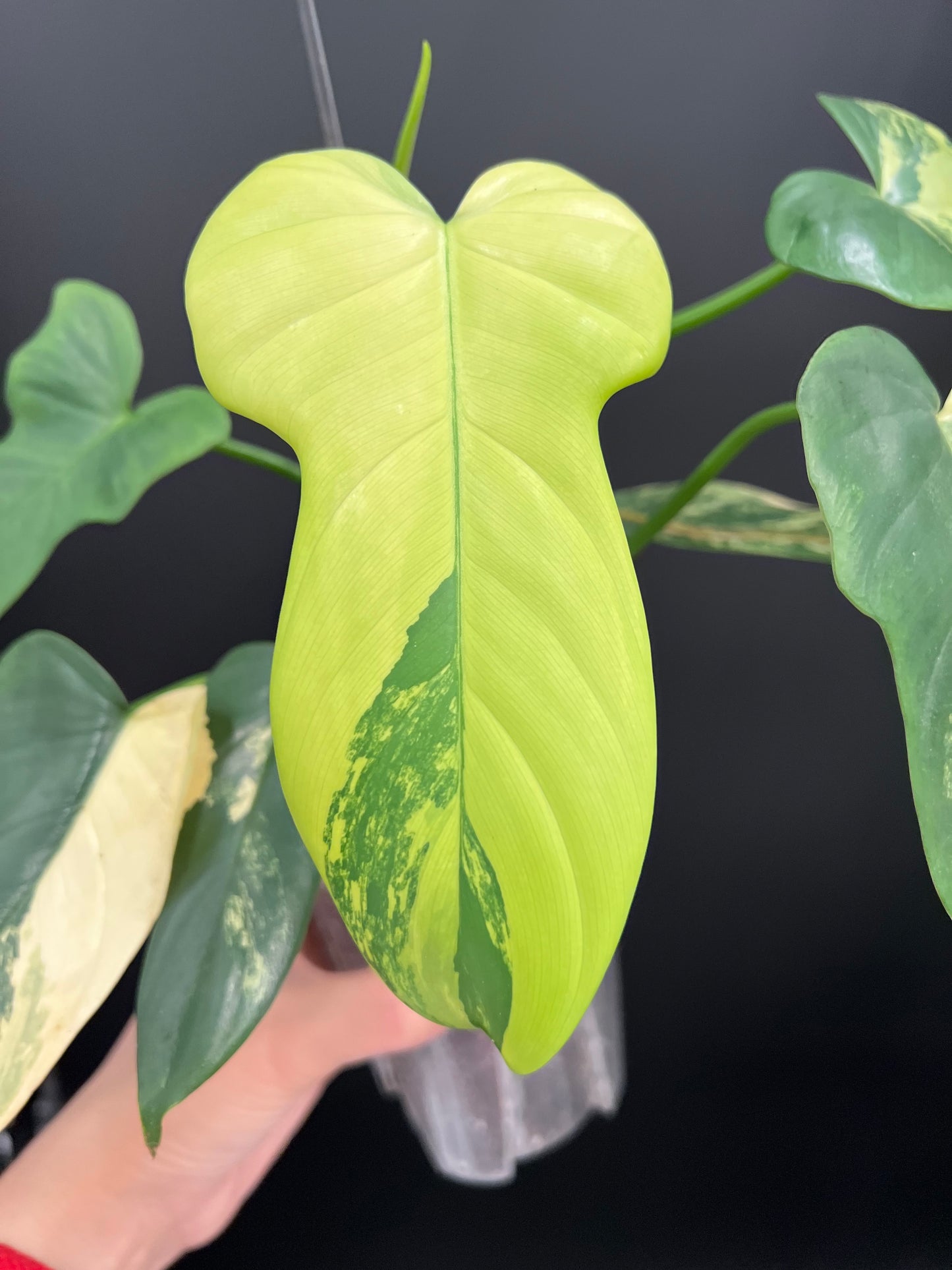 Philodendron Violin Variegated, Easy Rare Tropical Exotic Plants