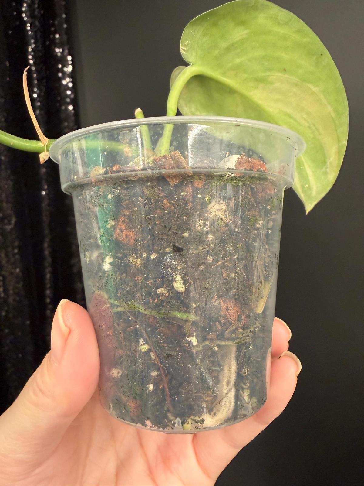 Mysterious Variegated Scindapsus(it might be a Matcha)