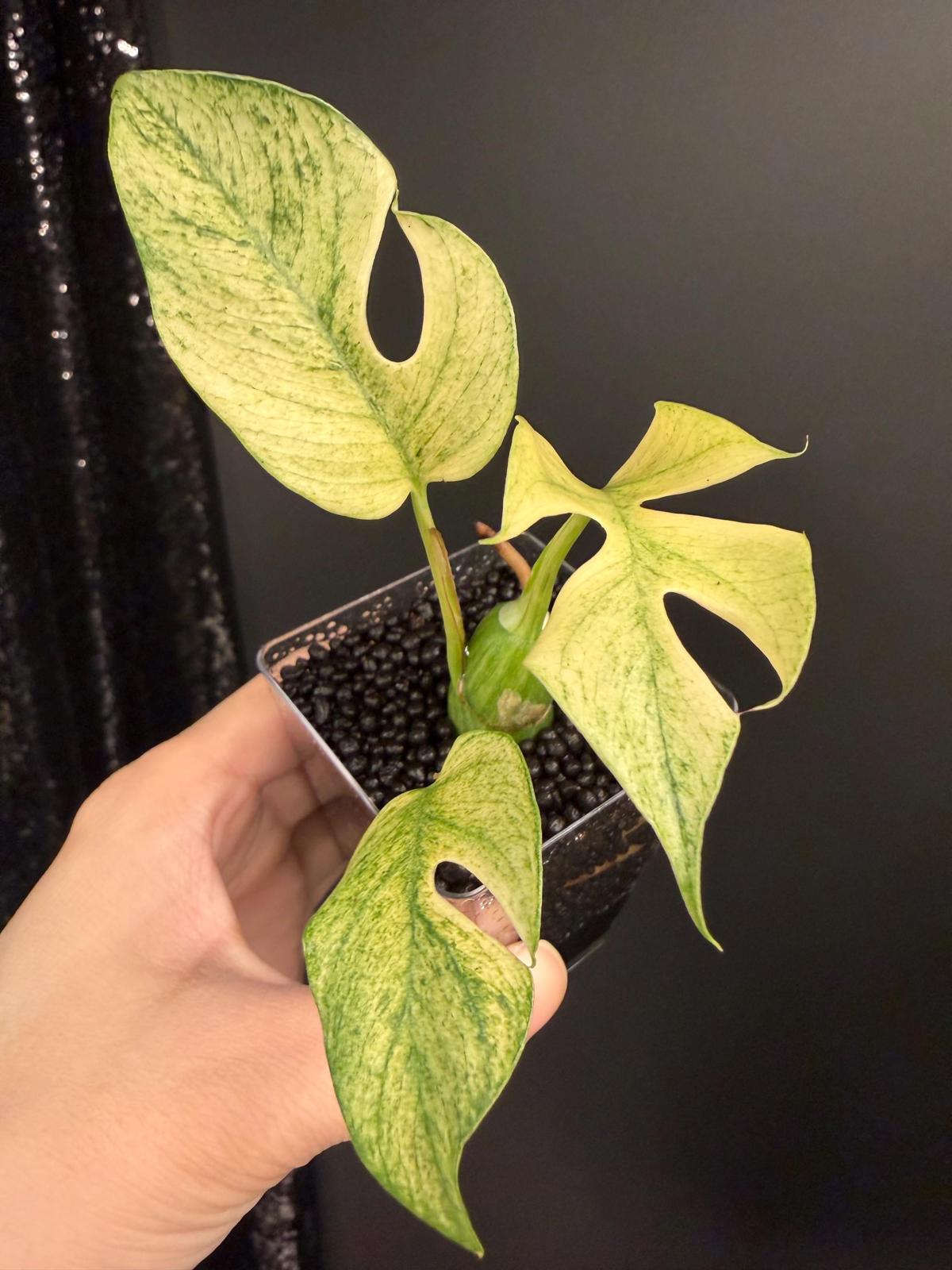 Variegated Rhaphidophora Tetrasperma White Monster