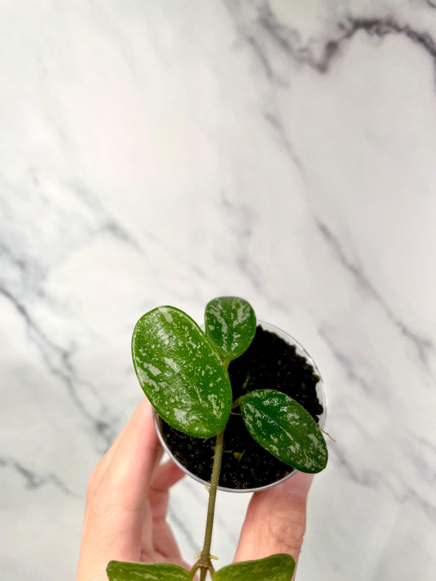 Hoya Lima Splash Rooted with New Grow Point in 2oz Cup