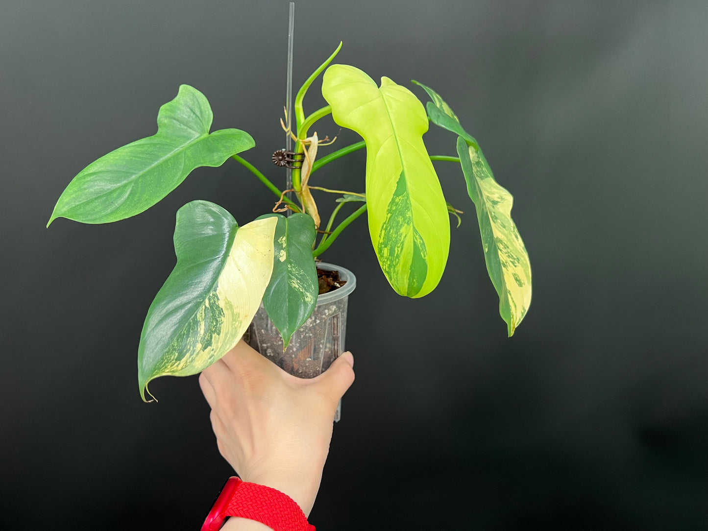 Philodendron Violin Variegated, Easy Rare Tropical Exotic Plants