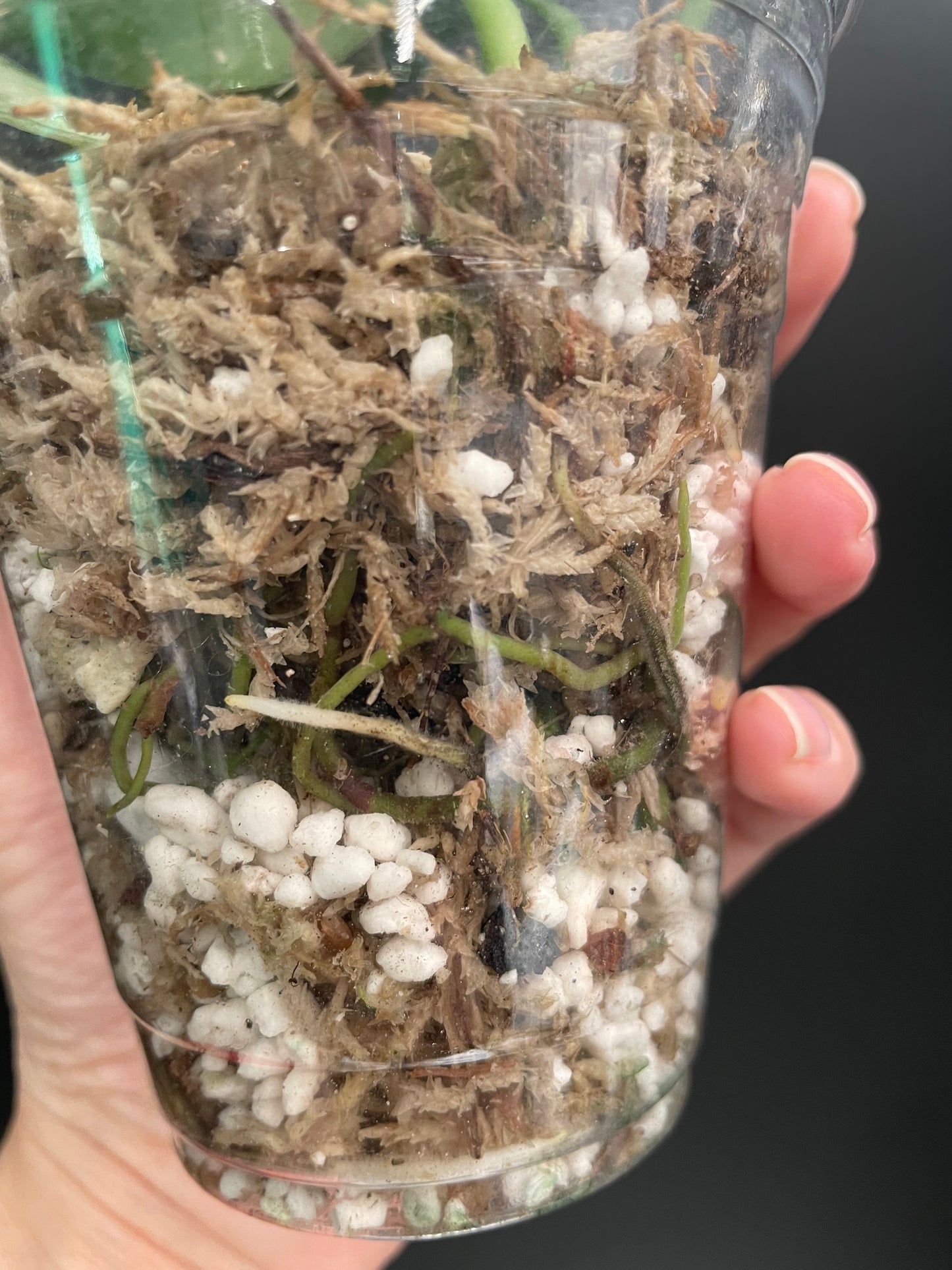 Scindapsus Exotica Mint