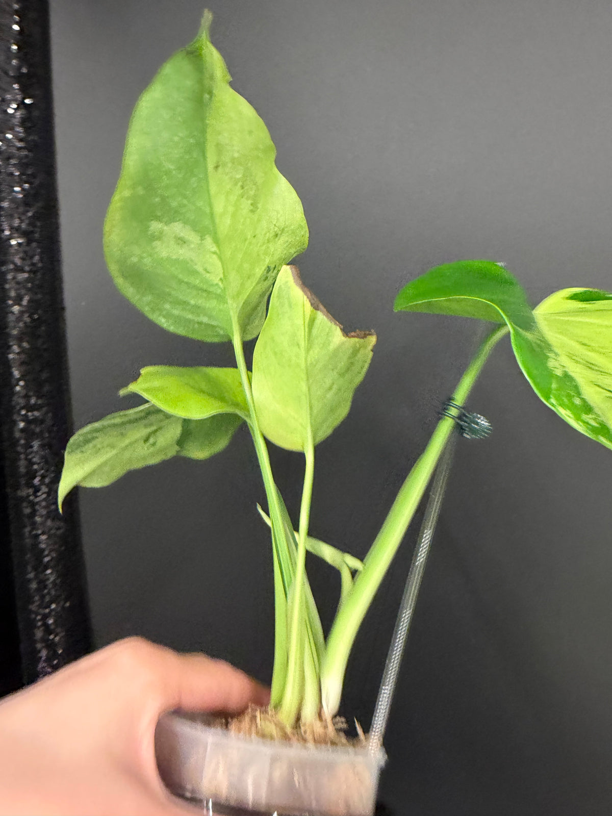 Monstera Light Lime