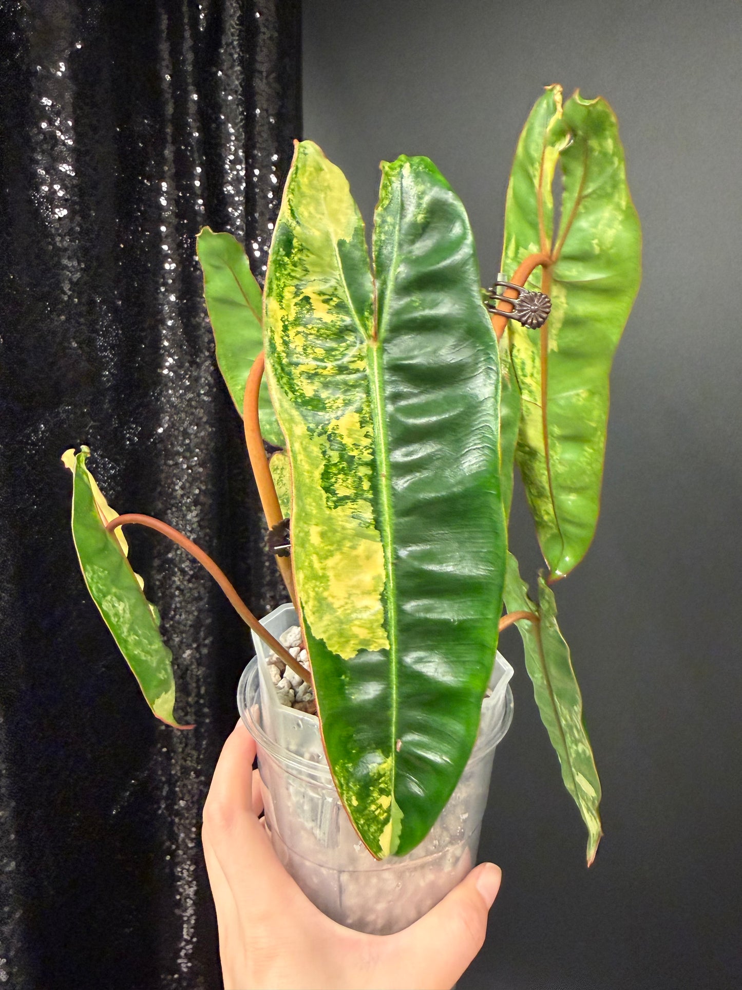 Philodendron Billie Variegated