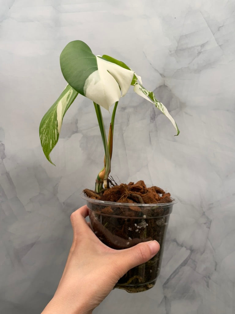 Monstera Albo, High Variegated Plant