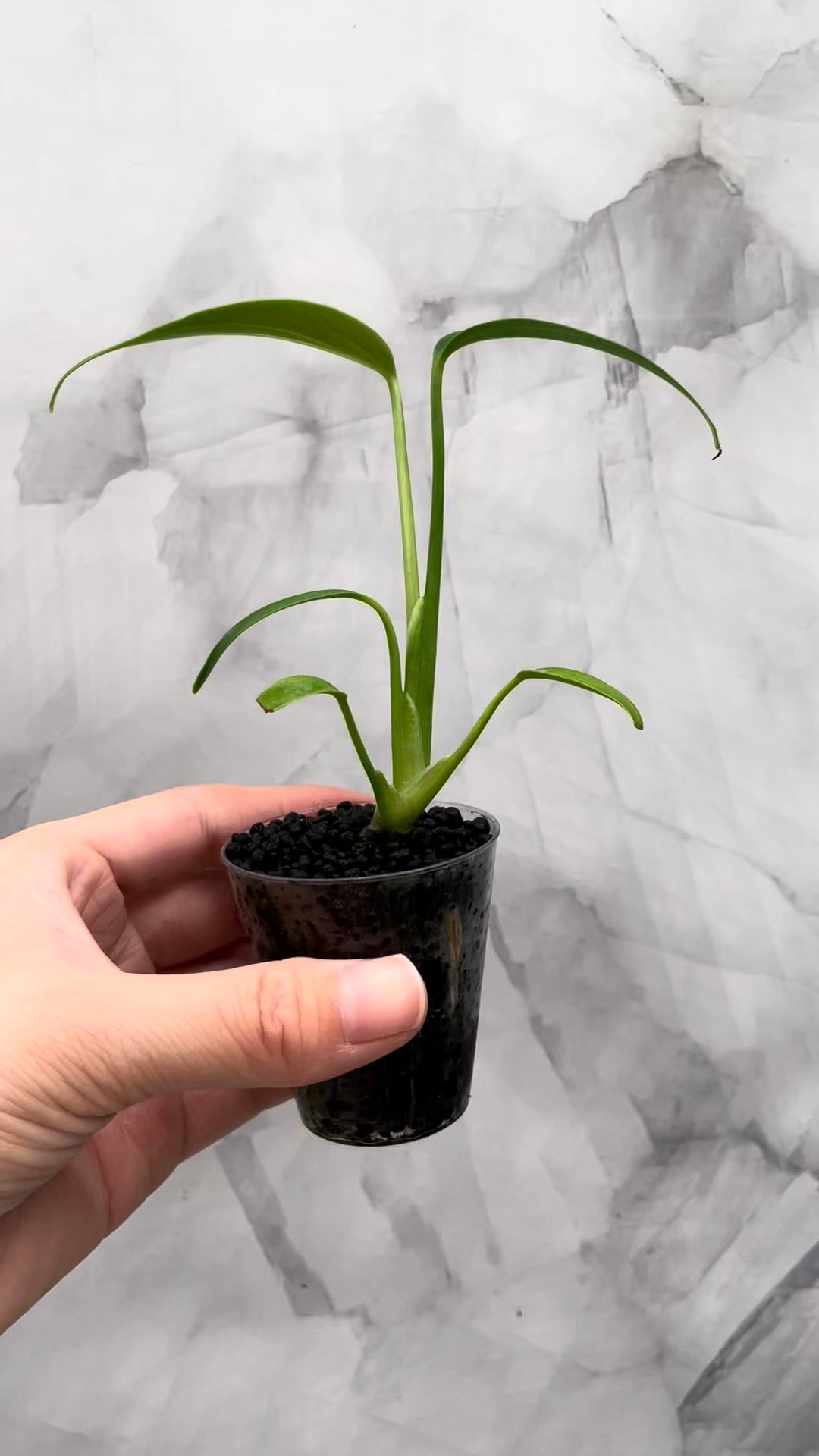 Monstera Burle Marx Flame, Starter in 2oz Cup