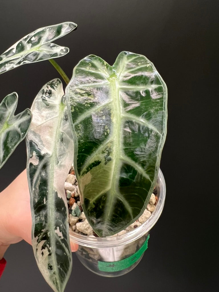 Alocasia Bambino Pink