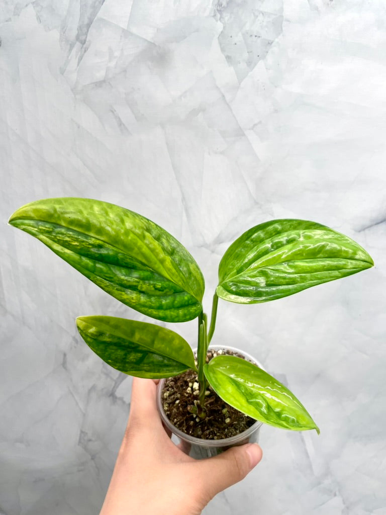 Monstera Peru Variegated Well Rooted Plant