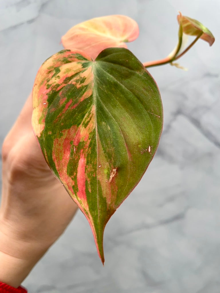 Variegated Aurea/Pink Philodendron Micans Rooted Cutting with New Growth