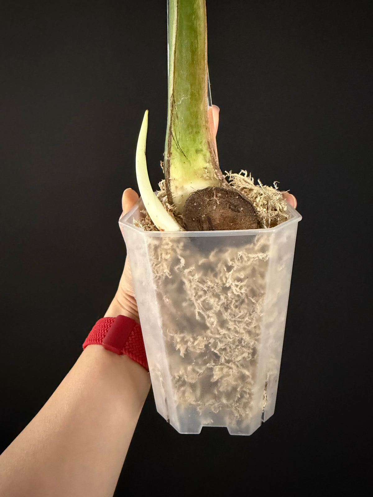 Monstera Devil Monster, Large Mature Leaf Cutting with roots and new growth