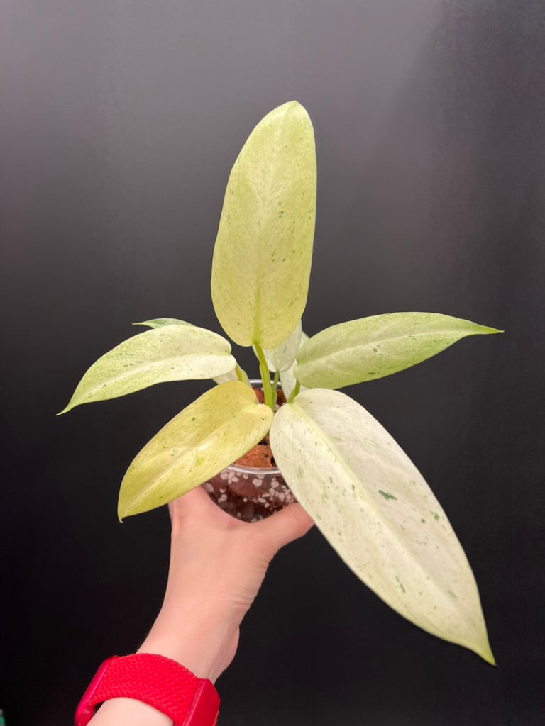 Philodendron Whipple Way Variegated