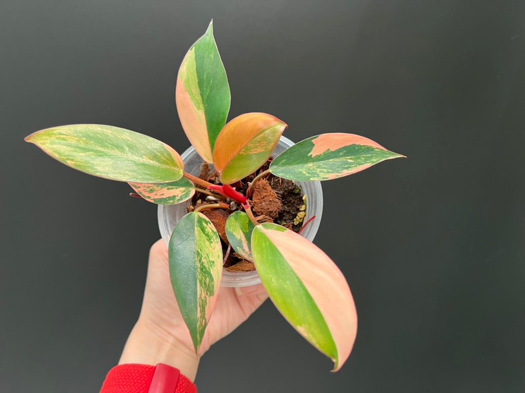 Philodendron Red Congo Variegated