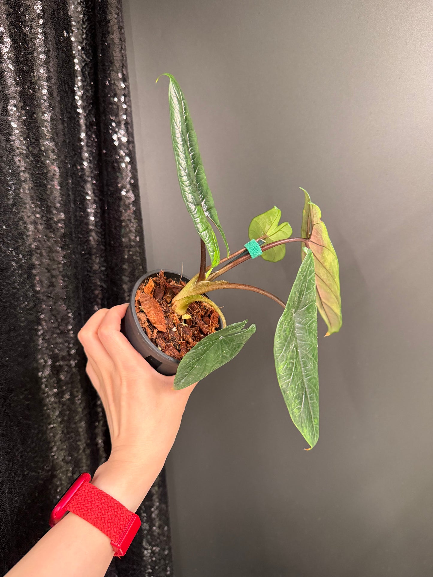 Alocasia Scalprum Variegated