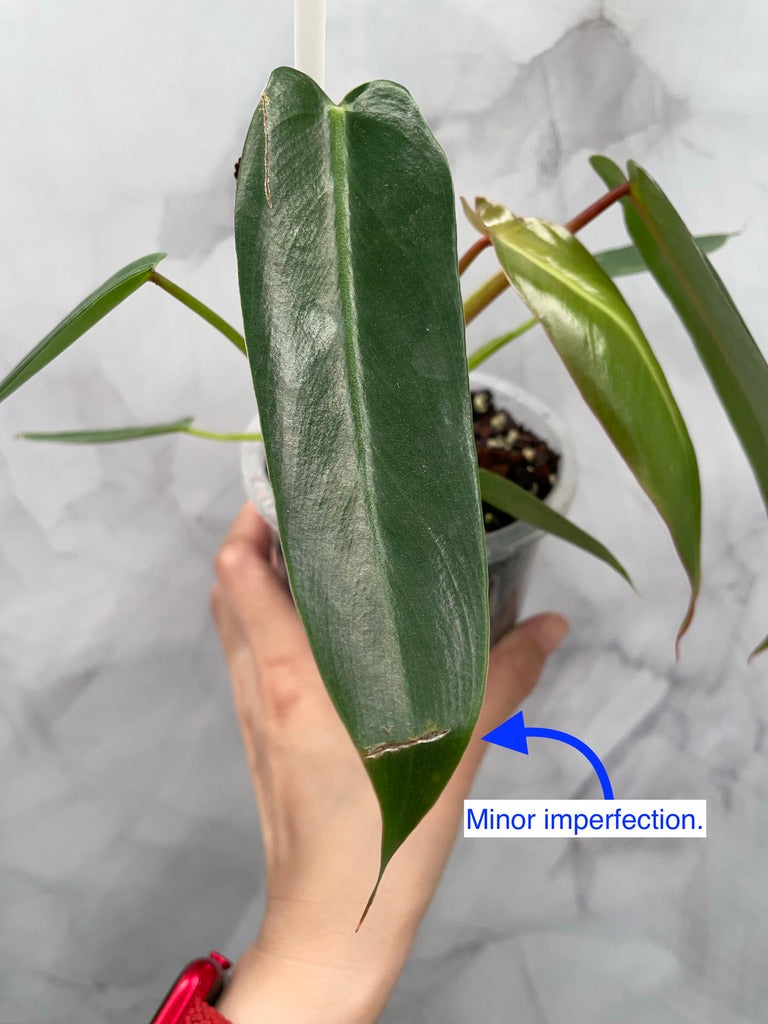 Philodendron Spiritus Sancti in 3.9" Pot