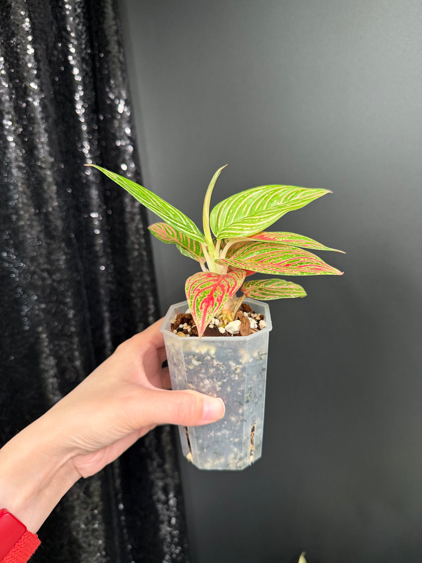 Aglaonema Golden Hope, Small