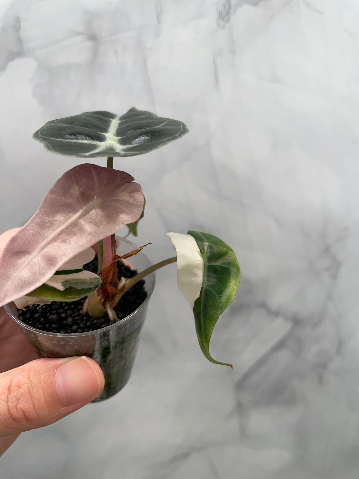 Alocasia Polly Pink Variegated | Stunning Pink Leaves, Well Established