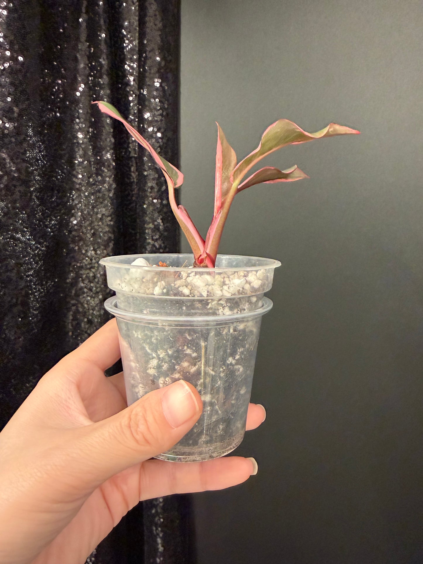 Philodendron Pink Princess Mutation