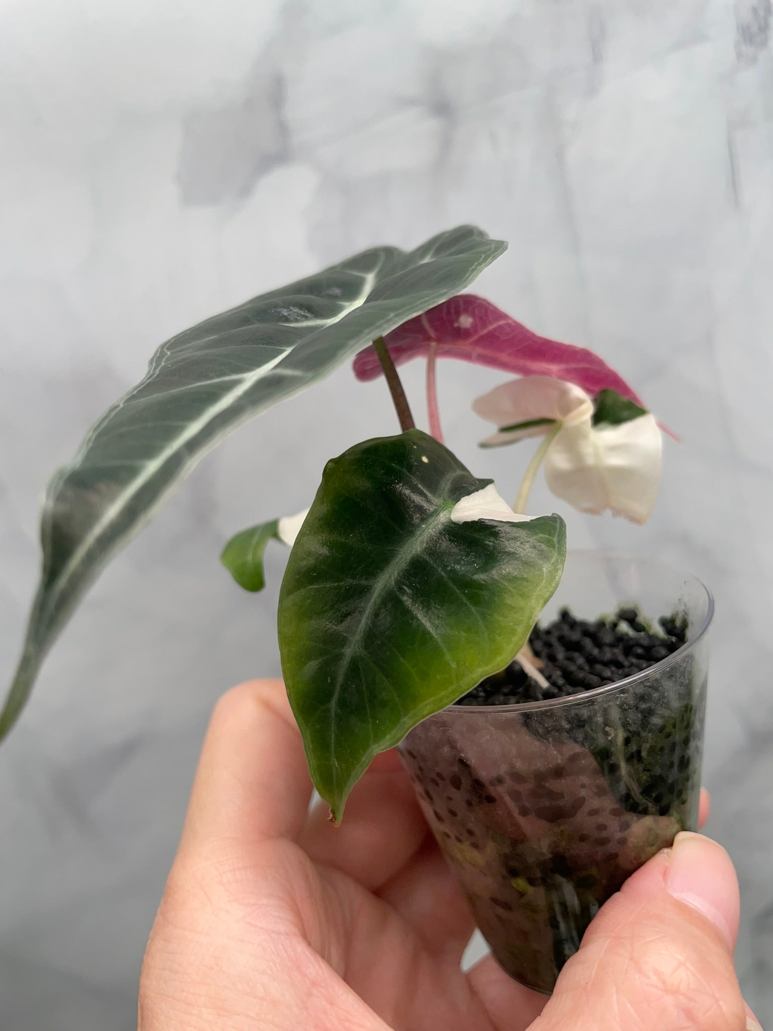 その他観葉植物 Alocasia Amazonica Polly Pink varigated Variegated Pink Mint Amazonica “Polly” Alocasia *EXACT PLANT