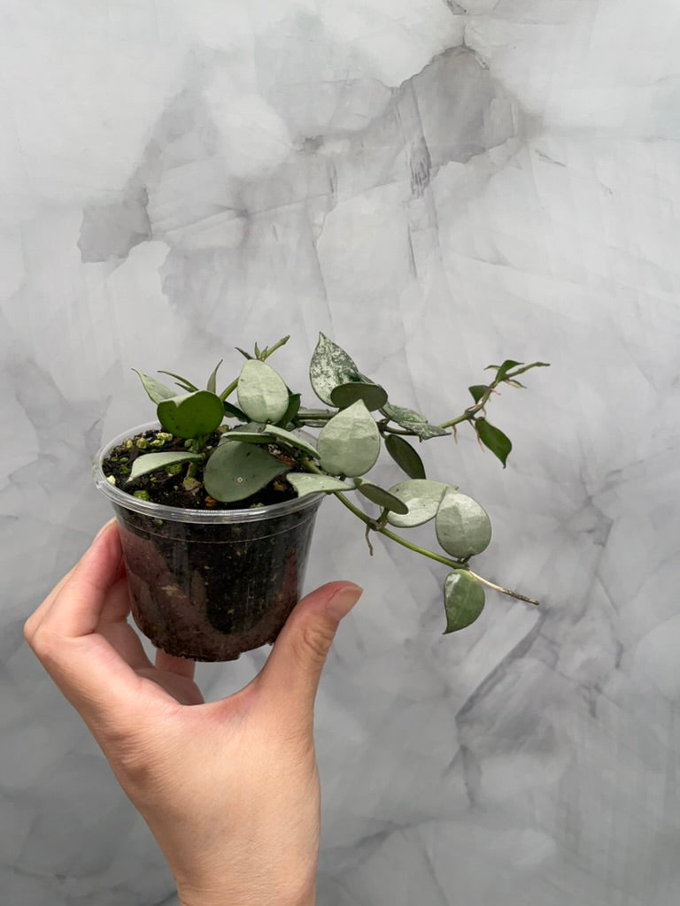 Hoya Krohniana Super Silver/Splash – Rare, Bushy, Healthy Plant in 4” Pot