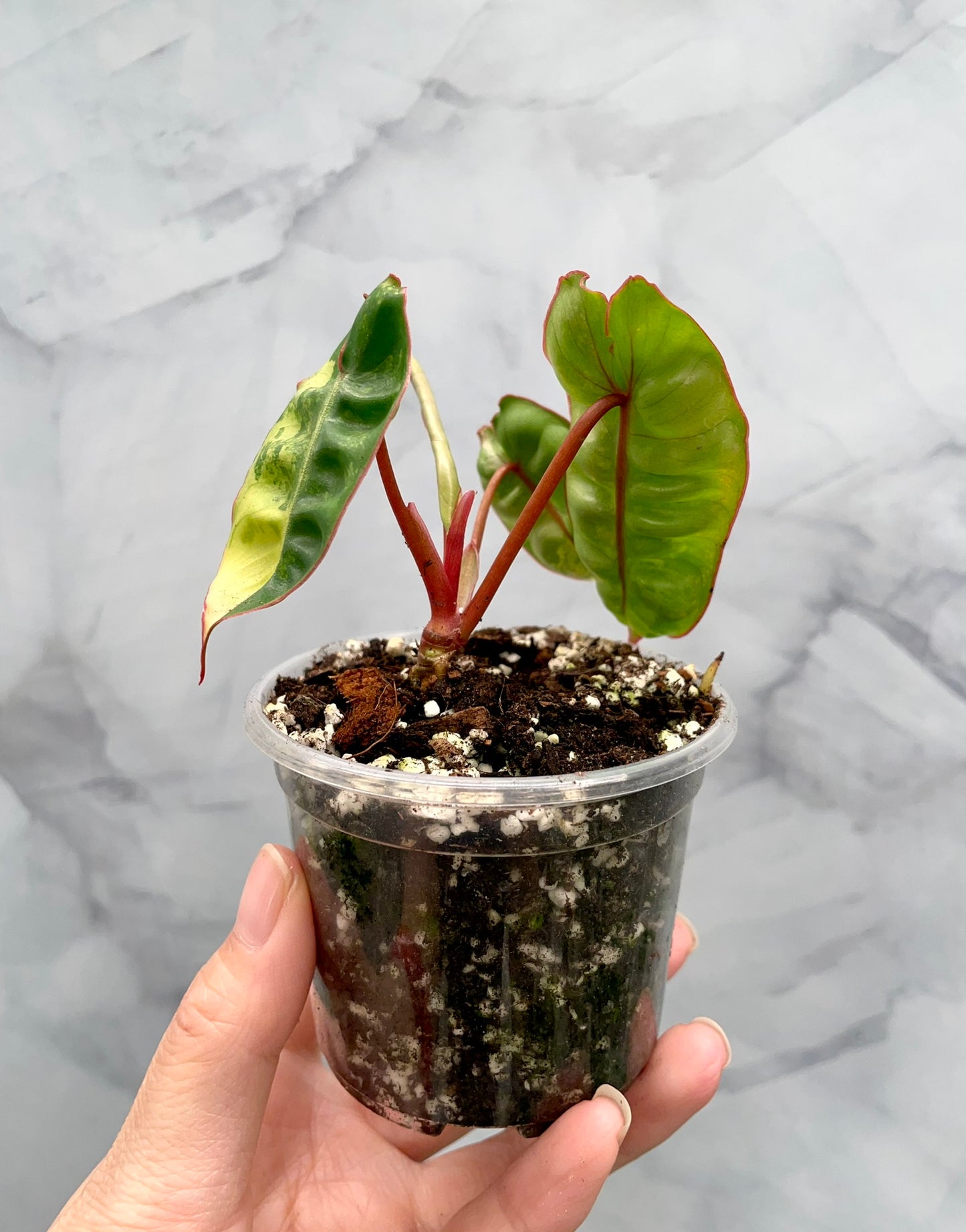 Philodendron billietiae variegated, Exact Plant