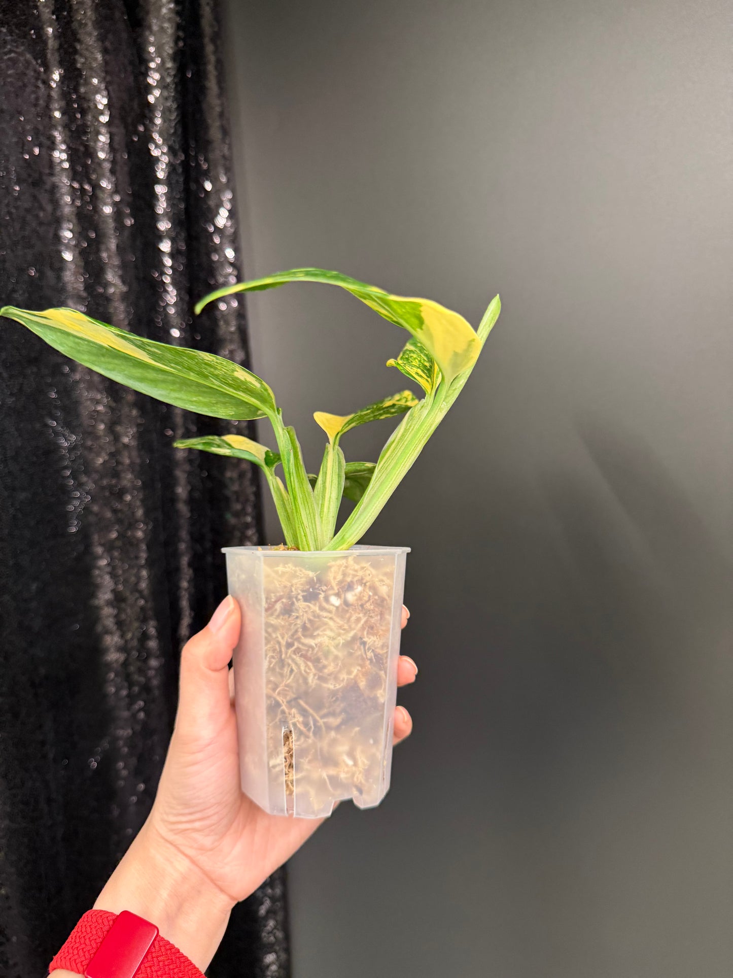 Monstera Standleyana Aure