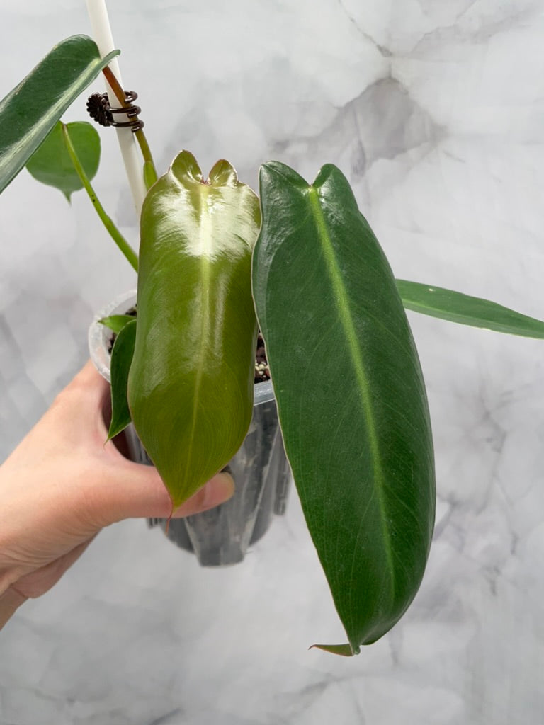 Philodendron Spiritus Sancti in 3.9" Pot