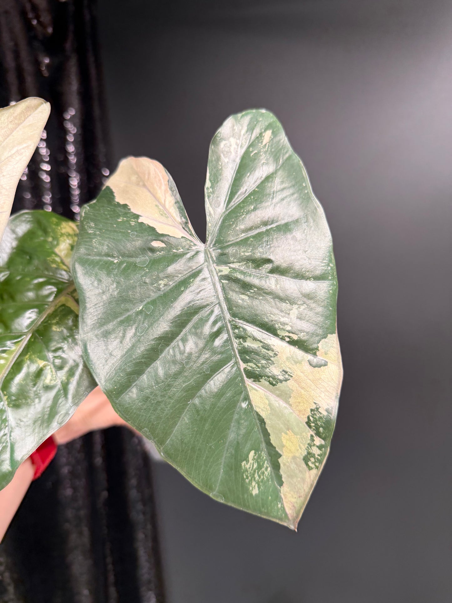 Alocasia Yucatán