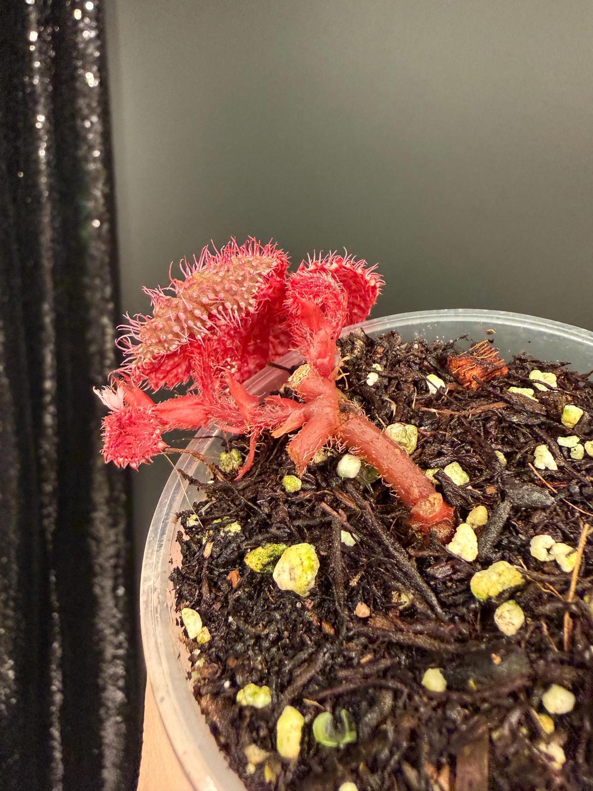 Begonia Pink Urchin, Rooted Starter