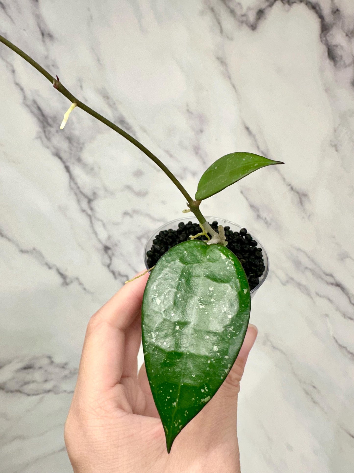 Hoya Verticilata MA07 Rooted Cutting