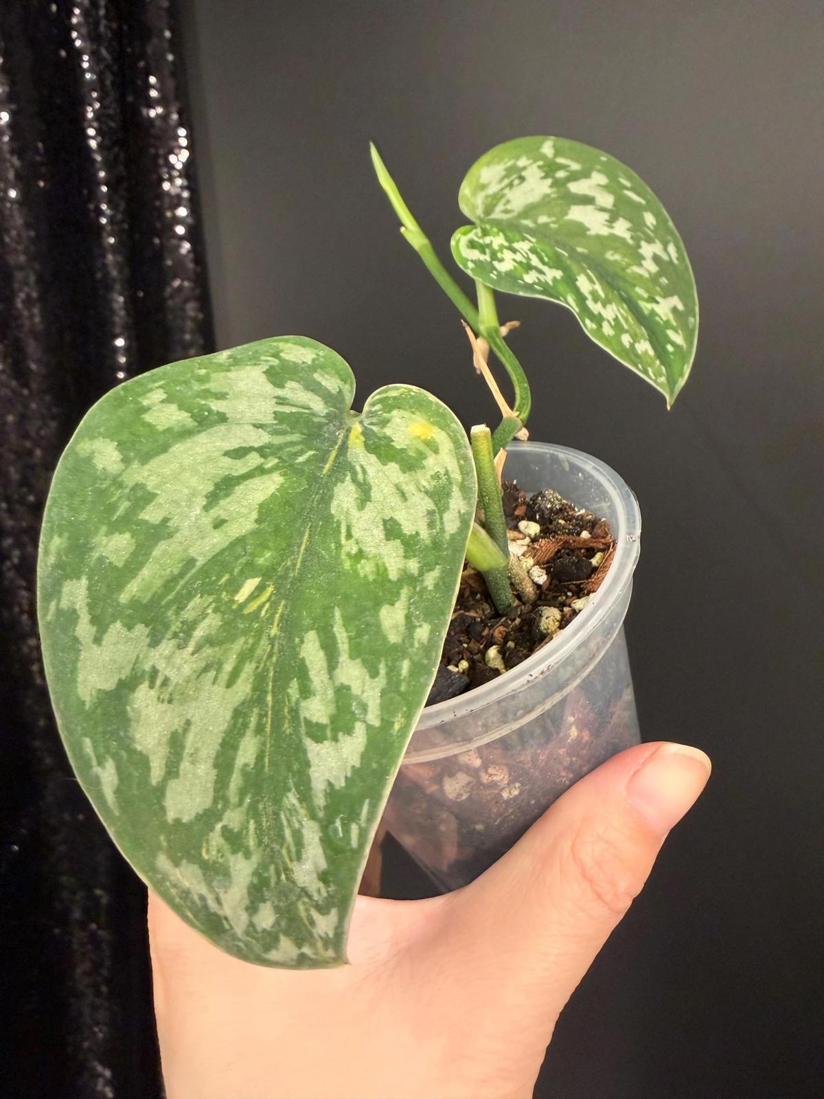 Mysterious Variegated Scindapsus(it might be a Matcha)