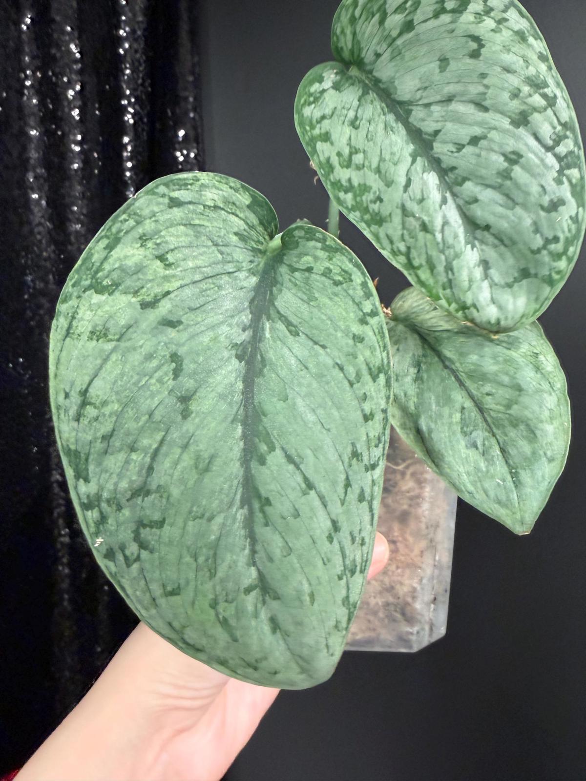 Scindapsus Silver Cloud Variegated, Large Leaf Rooted Cutting, US Seller