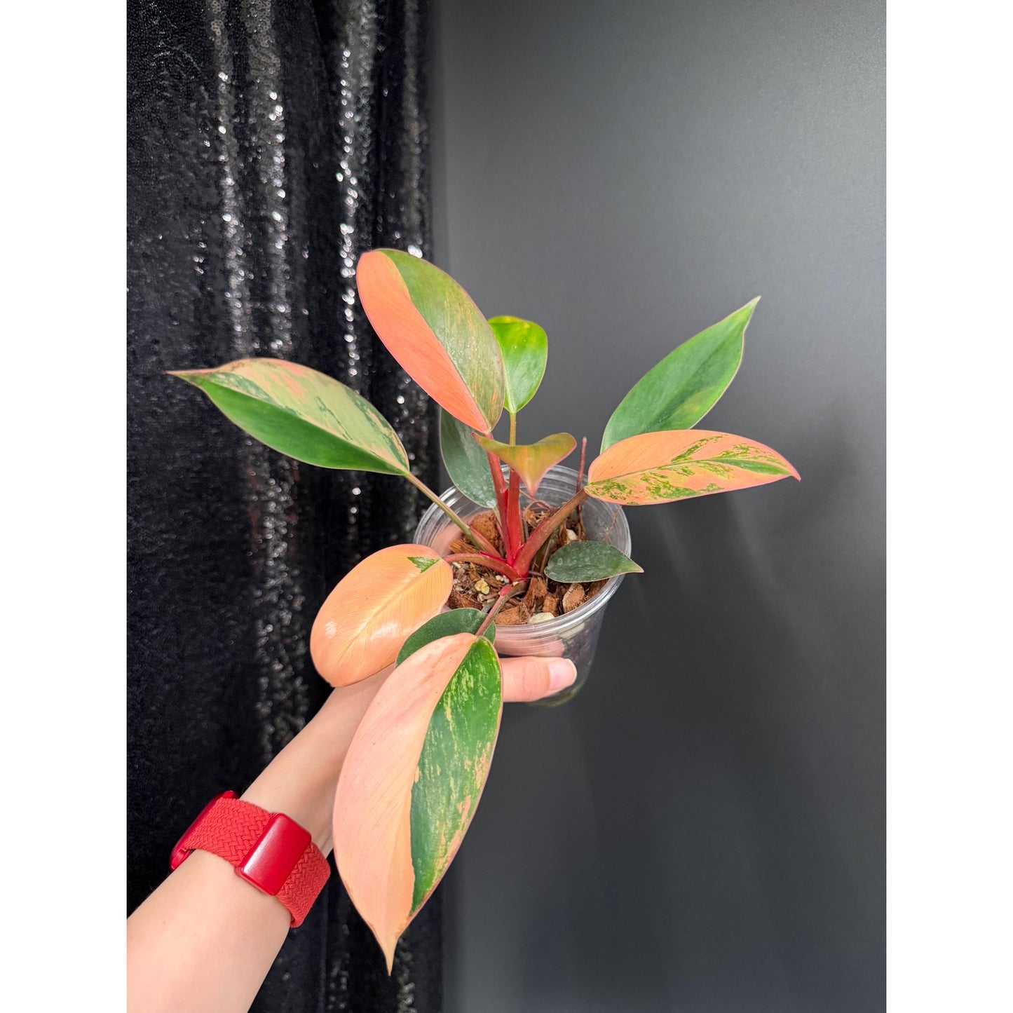 Variegated Philodendron Red Congo: Rare Aroid Plant