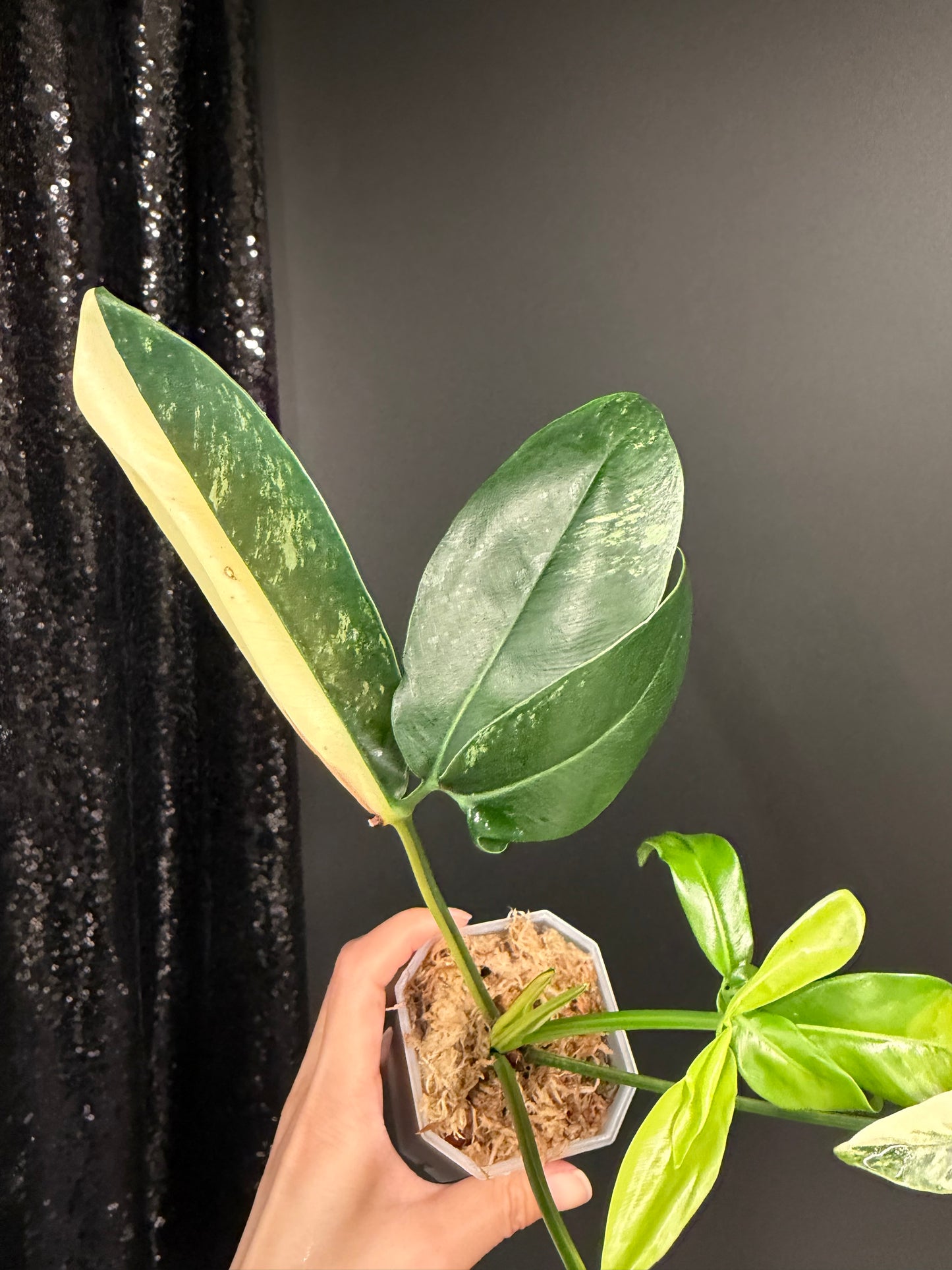 Philodendron Goeldii Variegated