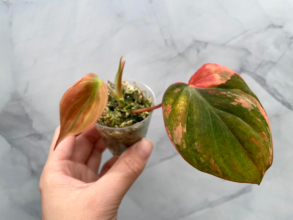 Variegated Aurea/Pink Philodendron Micans Rooted Cutting with New Growth